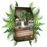 OEM Bigos Erde für grüne Zimmerpflanzen Biovita 8L