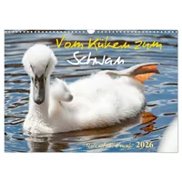Calvendo Vom Küken zum Schwan (Wandkalender 2026 DIN A3