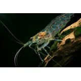 Topbilliger Tiere XXL Amano Garnele Caridina multidentata 3-5 cm 5X