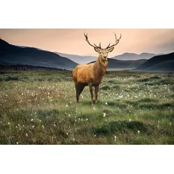Fototapete PAPERMOON "Hirsch in Landschaft", bunt, B:4,00m L:2,60m, Vlies, Tapeten