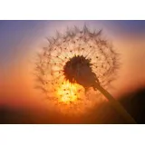 Papermoon Fototapete Golden Sunset Dandelion bunt Fototapeten Tapeten Bauen Renovieren