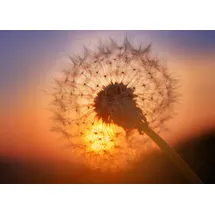Papermoon Fototapete Golden Sunset Dandelion bunt Fototapeten Tapeten Bauen Renovieren