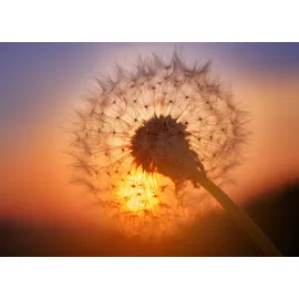 Papermoon Fototapete Golden Sunset Dandelion bunt Fototapeten Tapeten Bauen Renovieren