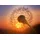 Papermoon Fototapete Golden Sunset Dandelion bunt Fototapeten Tapeten Bauen Renovieren