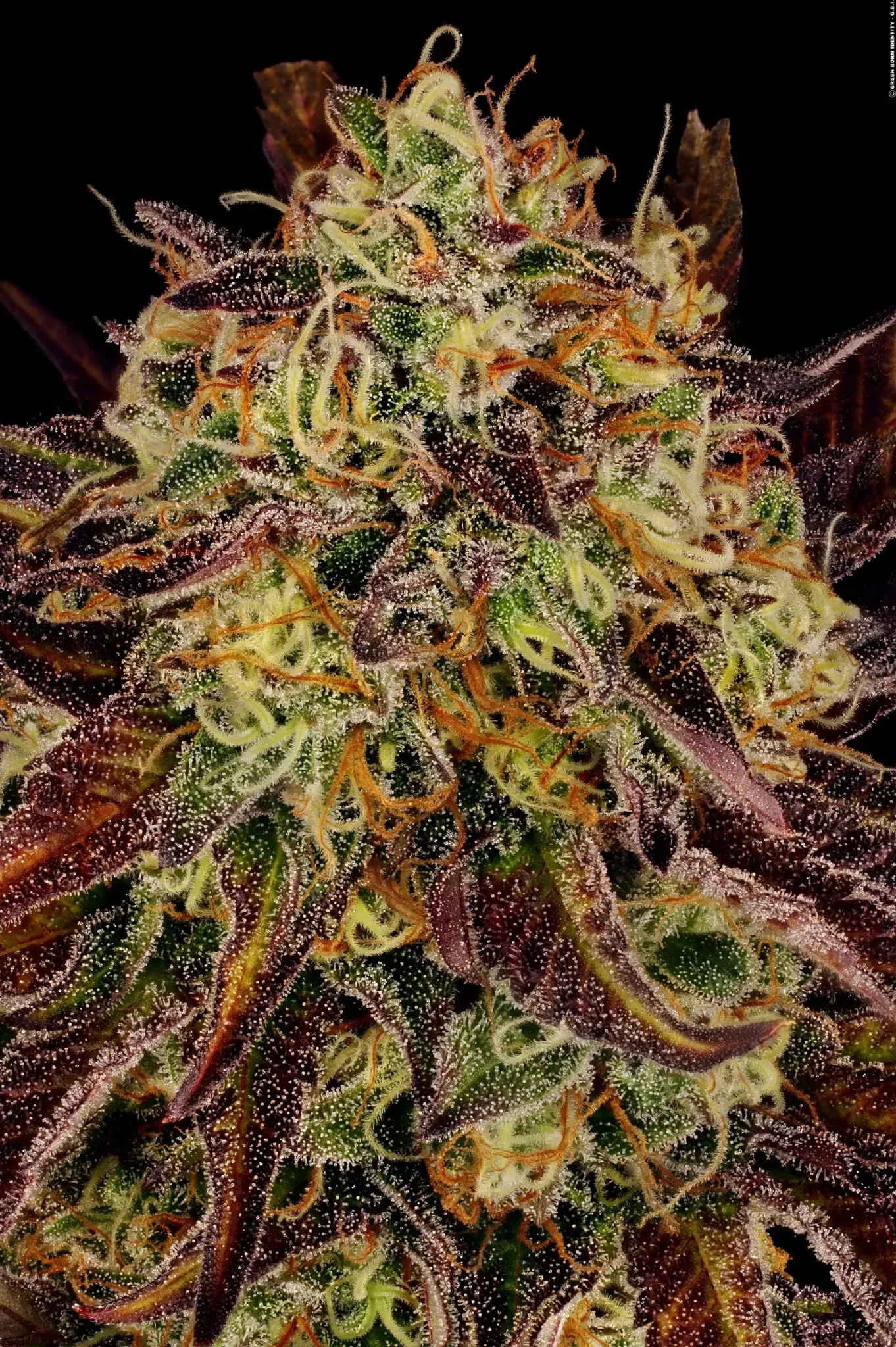 Paradise Seeds Tangerine Sorbet 3 Samen
