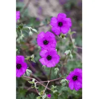 Pflanzen Für Dich Geranium cinereum 'Carol', Storchschnabel, rosa, ca.