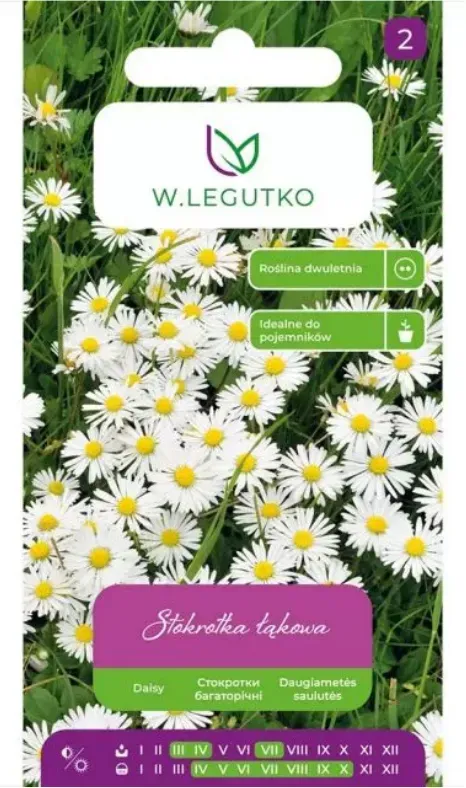 Gänseblümchen, Wiesen-Gänseblümchen – weiß