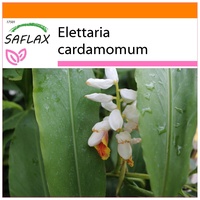 SAFLAX - Garden in the Bag - Kardamom -