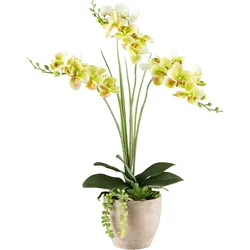 Kunstorchidee CREATIV GREEN "Orchidee Phalaenopsis", grün, H:55cm, Kunststoff, Kunstpflanzen, mit Sukkulenten und Graszweigen arrangiert