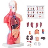 Vevor Menschliches Körpermodell, 15 Teile 28 cm,Menschlicher Torso Anatomie Modell Anatomisches Skelett Modell mit abnehmbaren Organen, Pädagogisches Lehrmittel für Studenten, Unterrichtshilfen