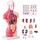 Vevor Menschliches Körpermodell, 15 Teile 28 cm,Menschlicher Torso Anatomie Modell Anatomisches Skelett Modell mit abnehmbaren Organen, Pädagogisches Lehrmittel für Studenten, Unterrichtshilfen