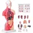 Vevor Menschliches Körpermodell, 15 Teile 28 cm,Menschlicher Torso Anatomie Modell Anatomisches Skelett Modell mit abnehmbaren Organen, Pädagogisches Lehrmittel für Studenten, Unterrichtshilfen