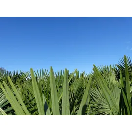 grünwaren gruenwaren jakubik Hanfpalme, Stammhöhe 160-180 cm Trachycarpus fortunei,