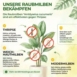 green guardia Raubmilben gegen Thripse Insektenvernichter 1 Tüte