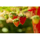 Pflanzen Für Dich Fragaria Vesca Elsanta Walderdbeere Ca. 9x9 Cm Topf