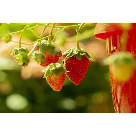 Pflanzen Für Dich Fragaria Vesca Elsanta Walderdbeere Ca. 9x9 Cm Topf