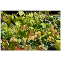 Pflanzen Für Dich Epimedium x cult.'Amber Queen', Elfenblume, bernsteinfarben,