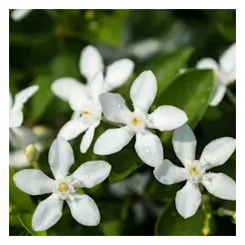 Plant in a Box - Trachelospermum jasminoides 2er set Höhe 110-120cm