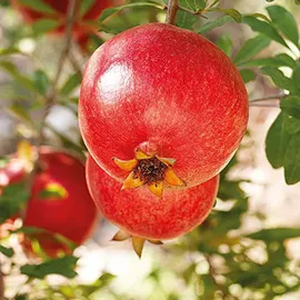 Weleda Granatapfel Straffende Pflege Körperlotion 200 ml