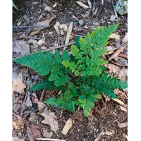 Pflanzen Für Dich Dryopteris dilatata, ca. 9x9 cm Topf