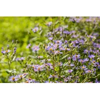 Pflanzen Für Dich Aster x herveyi 'Twilight', Herbstaster, violett,