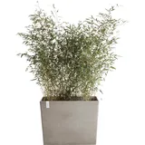 ECOPOTS Blumentopf ECOPOTS "Paris mit Rollen 85 Taupe" Pflanzgefäße Gr. B/H/T: 85,2cm x 65,8cm x 39,5cm, grau (taupe) für den Außenbereich: frostsicher, bruchsicher und lichtbeständig