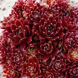 PlantaPro Sempervivum x cult. 'Pickwick' 9x9 cm Topf – Winterhart, Immergrün, Pflegeleicht – Hauswurz – Bodendecker für Steingarten & Dachbegrünung