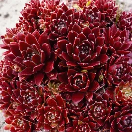 PlantaPro Sempervivum x cult. 'Pickwick' 9x9 cm Topf – Winterhart, Immergrün, Pflegeleicht – Hauswurz – Bodendecker für Steingarten & Dachbegrünung