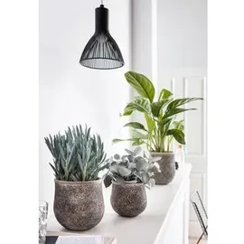 Dehner Kolbenfaden Ø Aglaonema commutatum, Silver Bay, Hellgrün, Hellgrau, Weiß, Grün