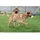 Kerbl Trainingsdummy 50 cm