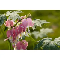 Pflanzen Für Dich Dicentra spectabilis, Tränendes Herz, rosa, ca.