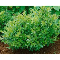Pflanzen Für Dich Ligustrum vulgare 'Lodense', Gewöhnlicher Liguster, kompakt,