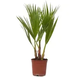 Plant in a Box - Washingtonia robusta Höhe 50-60cm