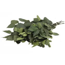 Plant in a Box - Eucalyptus Stuartiana - Getrockneter Eukalyptus - Höhe 40-50 cm