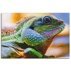 Leinwandbild ARTLAND "Farbiger Kopf eines Leguan", bunt (farbe bild(er): bunt), B:90cm H:60cm T:1,8cm, Canvas, Leinwand, Bilder, auf Keilrahmen gespannt