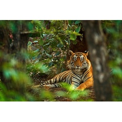 PAPERMOON Fototapete „Tiger im Wald“ Tapeten Gr. B/L: 3,00 m x 2,23 m, Bahnen: 6 St., bunt Fototapeten