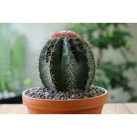 Biovita Kakteenerde 5 l