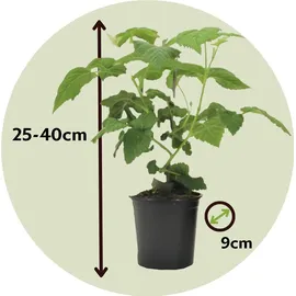 Plant in a Box - Taybeere - 3 Stk - Rubus 'Tayberry' - Höhe 25-40cm - Topf 9cm