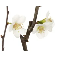 Pflanzen Für Dich Chaenomeles x superba 'Jet Trail', Zierquitte,
