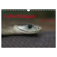 Calvendo Giftschlangen, ganz nah dran (Wandkalender 2026 DIN A4