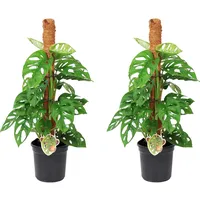 Plant in a Box - 2 Stk - Monstera