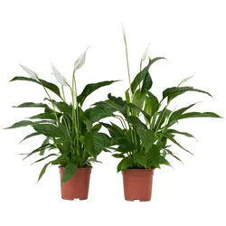 Plant in a Box Spathiphyllum Lima - Einblatt Friedenslilie 2er Set - Höhe 60-75cm