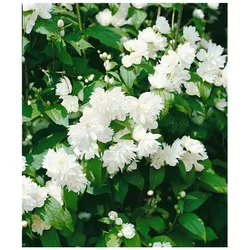 Philadelphus 'Schneesturm', Duftjasmin, weiß, 40–60 cm
