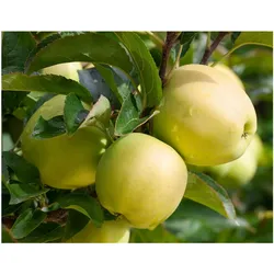 Malus 'Golden Delicious', Apfelbaum, gelb, 150–200 cm