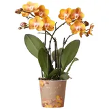 EXOTENHERZ Kolibri Orchideen | Orange-goldene Phalaenopsis Orchidee Topfgröße Ø12cm Juwel Las Vegas