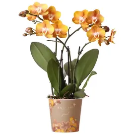 EXOTENHERZ Kolibri Orchideen | Orange-goldene Phalaenopsis Orchidee Topfgröße Ø12cm Juwel Las Vegas