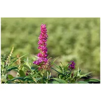 Pflanzen Für Dich Buddleja davidii 'Butterfly Tower', Schmetterlingsflieder, 40–60