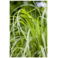 Pflanzen Für Dich Calamagrostis brachytricha, Diamantgras, 3-5 Liter Container
