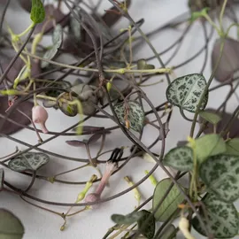 Plant in a Box - Leuchterblume - Ceropegia linearis Woodii - Höhe 20-30cm