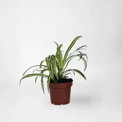 Plant in a Box - Grünlilie - Chlorophytum comosum 'Atlantic' - Höhe 25-40cm - Pot 12cm
